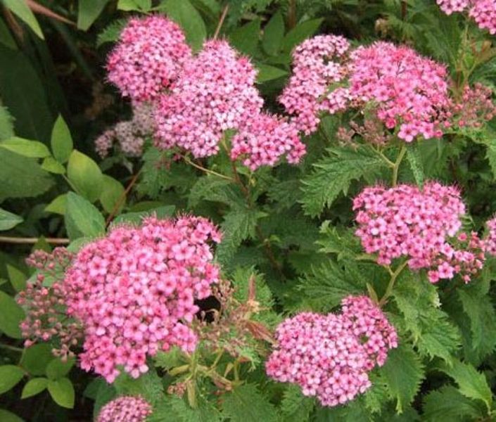 SPIRAEA JAPONICA CRISPA