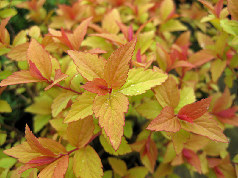 SPIRAEA JAPONICA FIRELIGHT