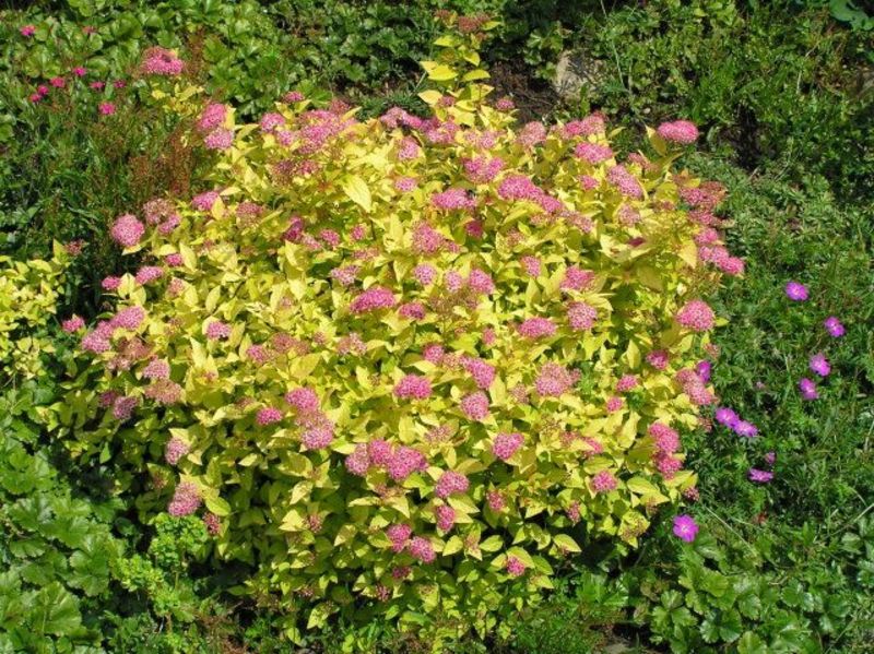 SPIRAEA JAPONICA GOL. PRINCESS