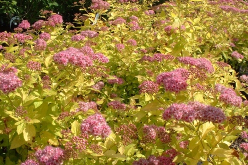 SPIRAEA JAPONICA GOL. PRINCESS
