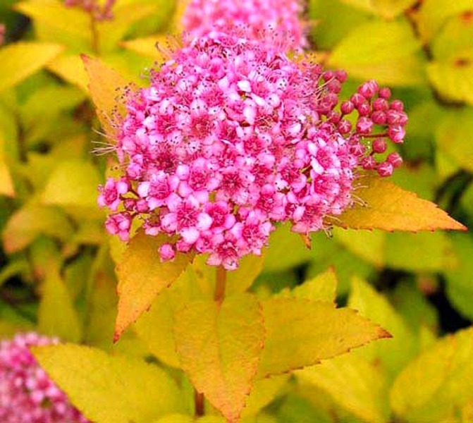 SPIRAEA JAPONICA GOL. PRINCESS