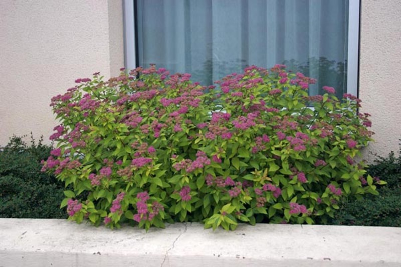 SPIRAEA JAPONICA GOLDFLAME