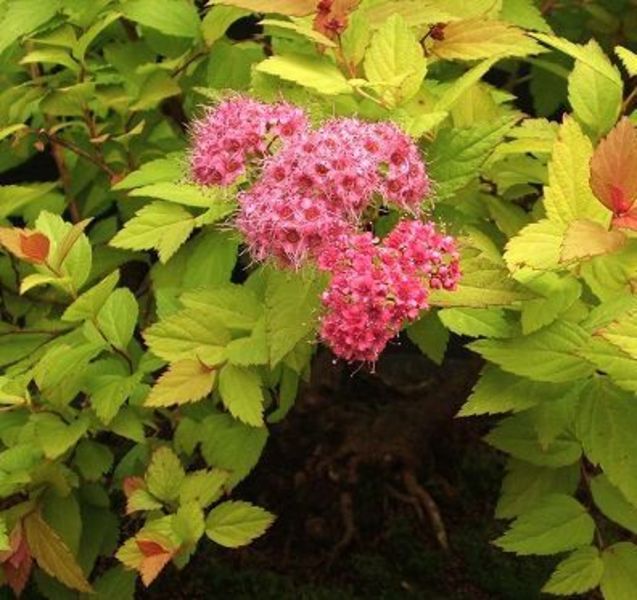 SPIRAEA JAPONICA GOLDFLAME
