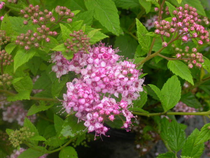 SPIRAEA JAPONICA L. PRINCESS