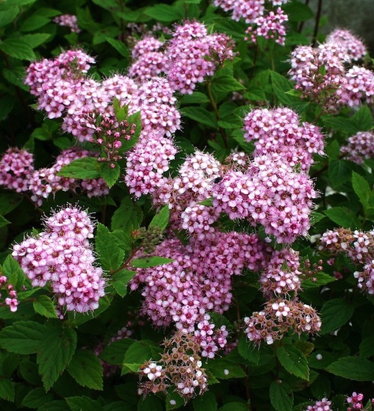 SPIRAEA JAPONICA L. PRINCESS