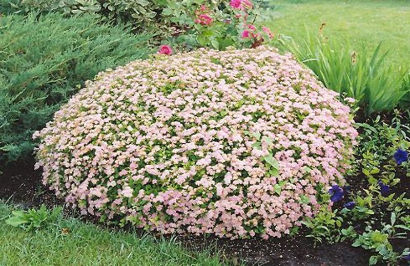 SPIRAEA JAPONICA L. PRINCESS
