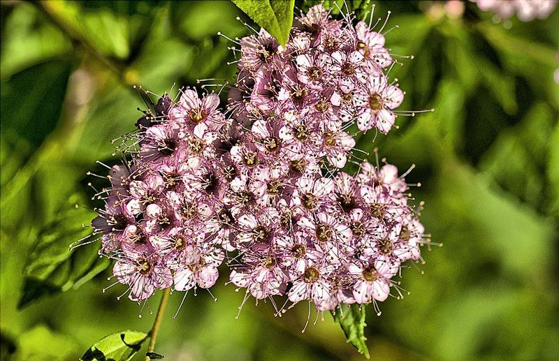 SPIRAEA JAPONICA L. PRINCESS