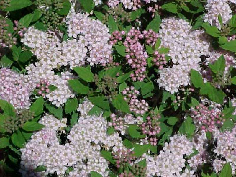 SPIRAEA JAPONICA L. PRINCESS