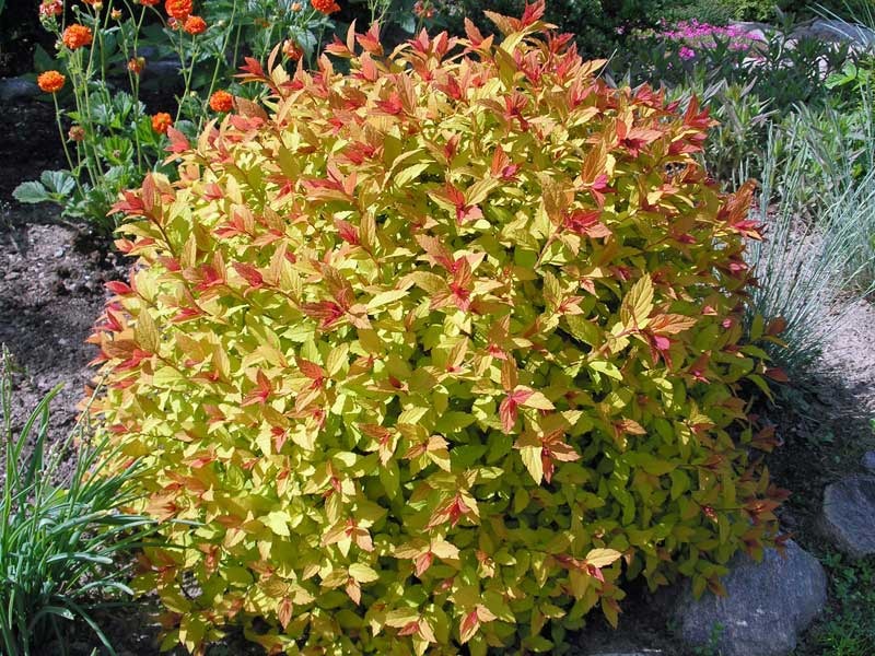 SPIRAEA JAPONICA MAGIC CARPET