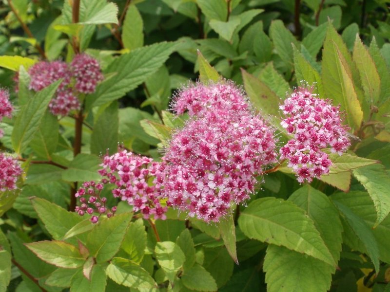 SPIRAEA JAPONICA RUBBERIMA