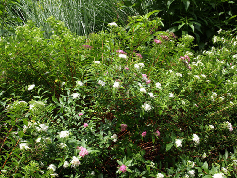 SPIRAEA JAPONICA SHIROBANA
