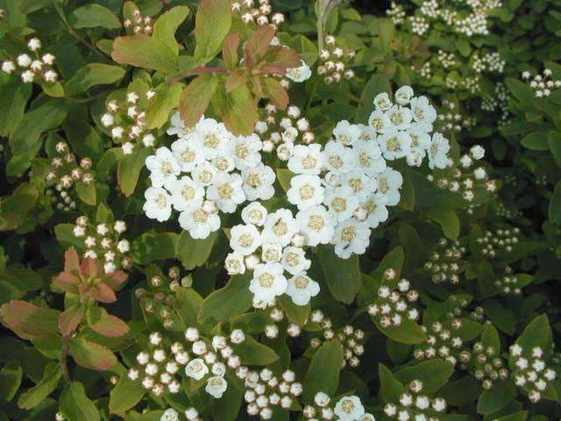 SPIRAEA NIPP. HALWARDS SILVER