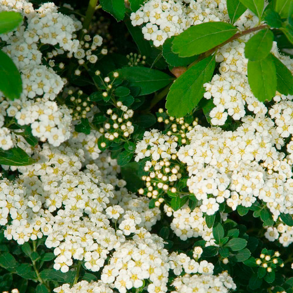 SPIRAEA NIPP. SNOWMOUND