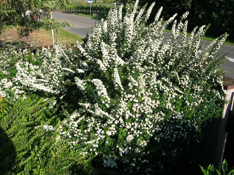 SPIRAEA NIPP. SNOWMOUND