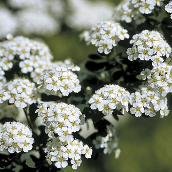 SPIRAEA NIPP. SNOWMOUND