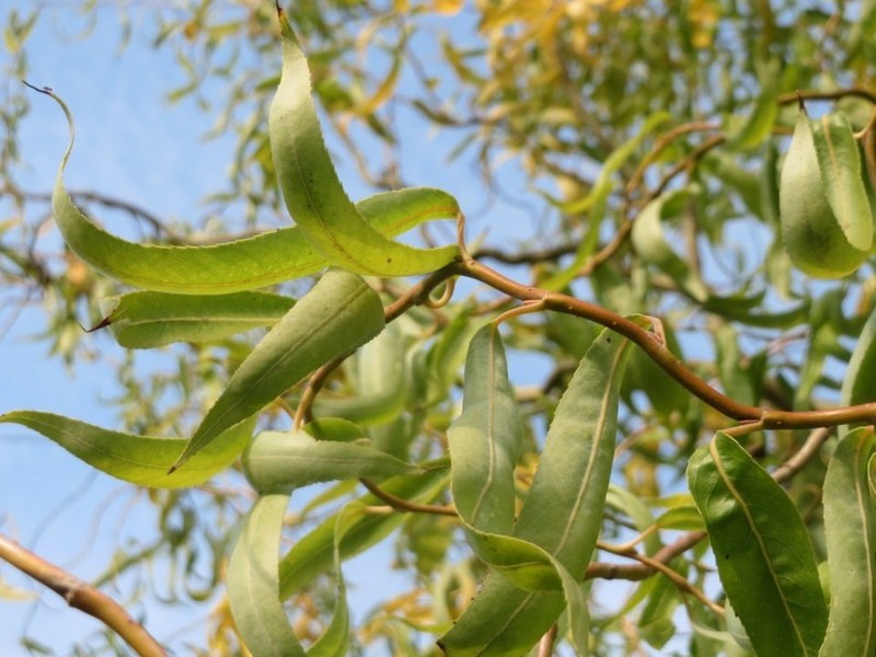 SALIX MATSUDANA TORTUOSA