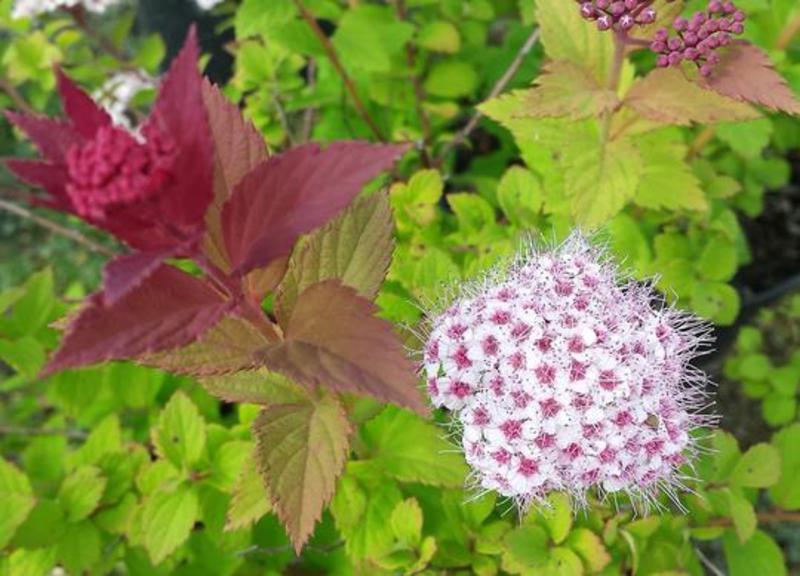 SPIRAEA JAP. SPARKLING CHAMPAG