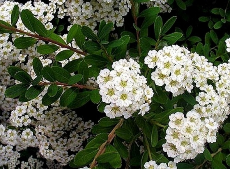 SPIRAEA NIPP. WHITE CARPET