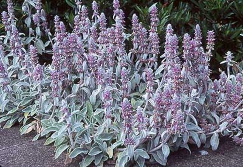 STACHYS BYZANTINA