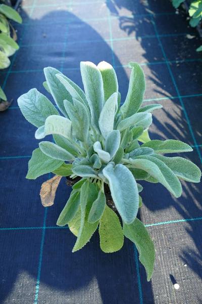STACHYS BYZANTINA