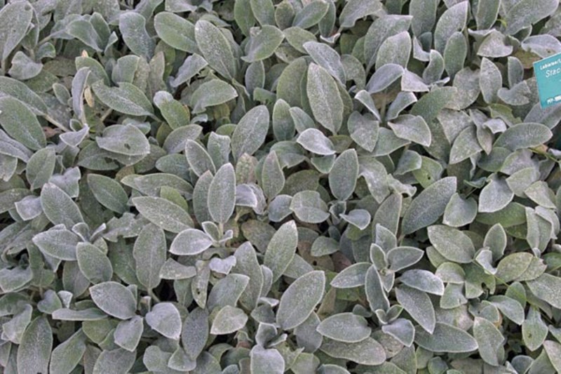STACHYS BYZANTINA