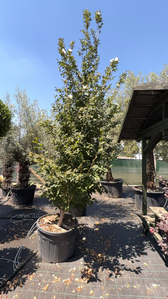 STEWARTIA NOMADELPHIA