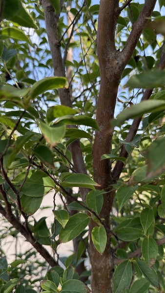 STEWARTIA PSEUDOCAMELLIA