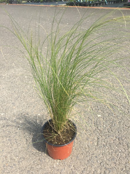 STIPA TENUISSIMA PONY TAILS