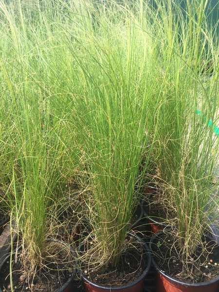 STIPA TENUISSIMA PONY TAILS