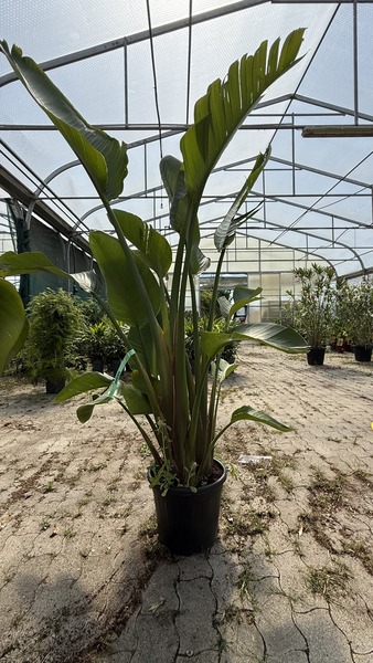 STRELITZIA AUGUSTA NICOLAI