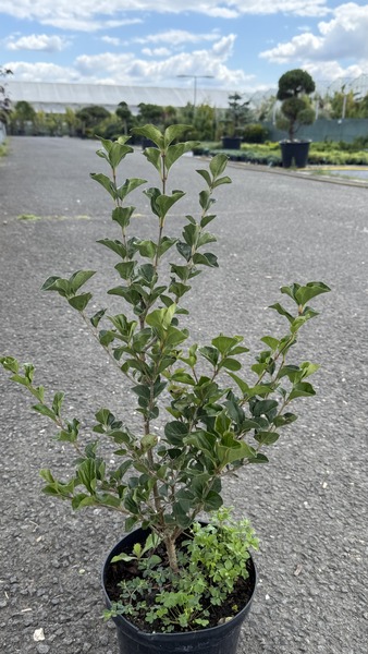 SYRINGA MEYERI PALIBIN