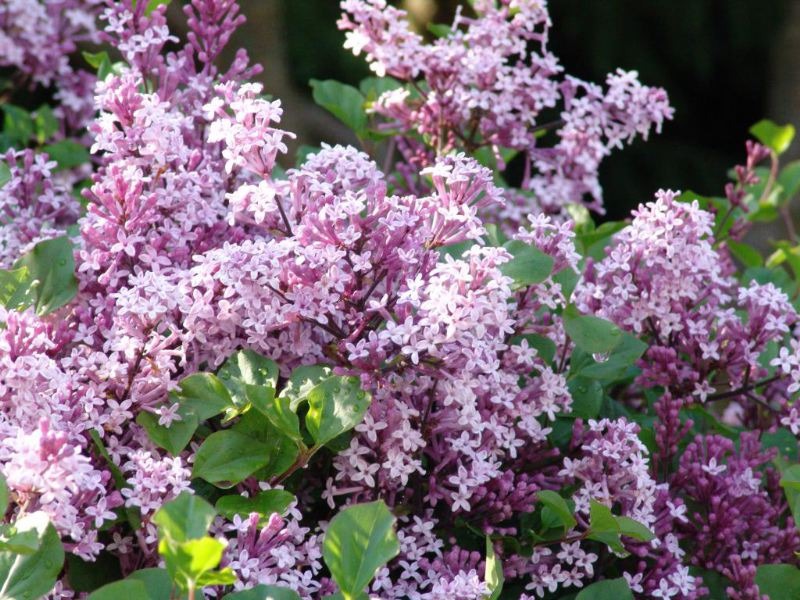 SYRINGA MEYERI PALIBIN