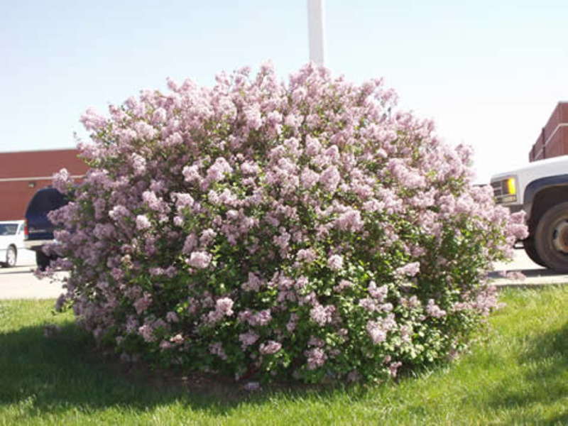 SYRINGA MEYERI PALIBIN