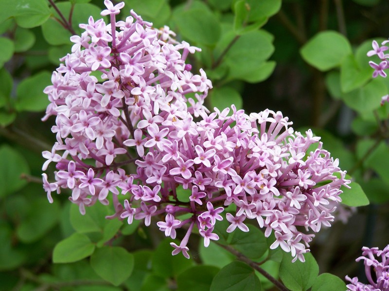 SYRINGA MEYERI PALIBIN