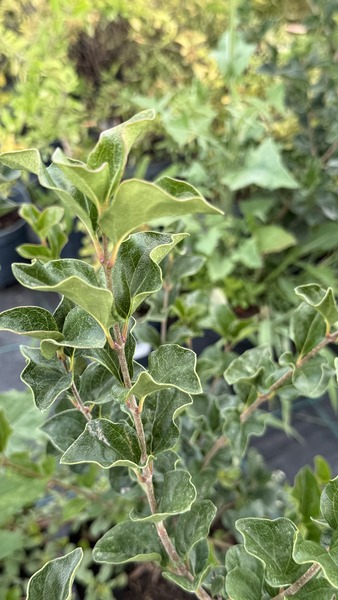 SYRINGA MEYERI PALIBIN