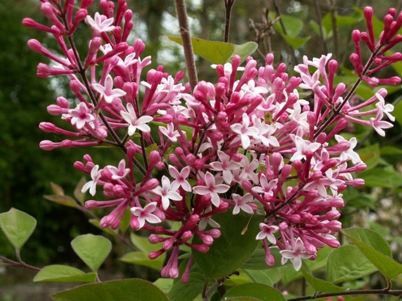 SYRINGA MYCROPHYLLA SUPERBA