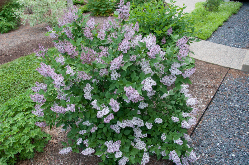 SYRINGA PATULA MISS KIM