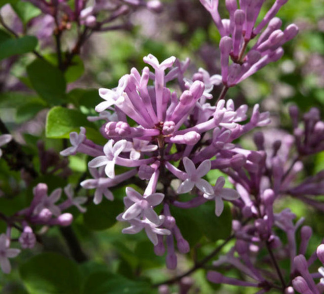 SYRINGA PATULA MISS KIM