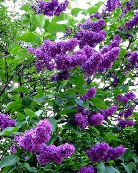 SYRINGA VULGARIS FAJTÁK