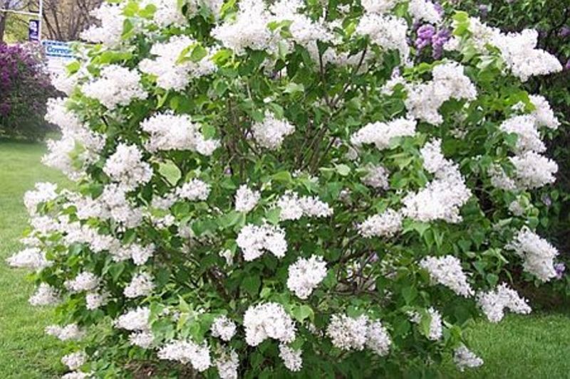 SYRINGA VULGARIS FAJTÁK