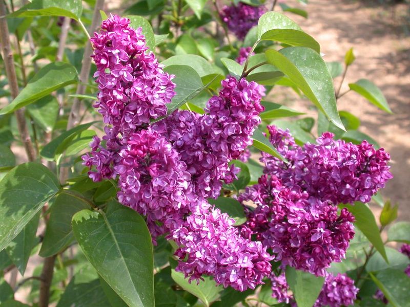 SYRINGA VULG. CHARLES JOLY