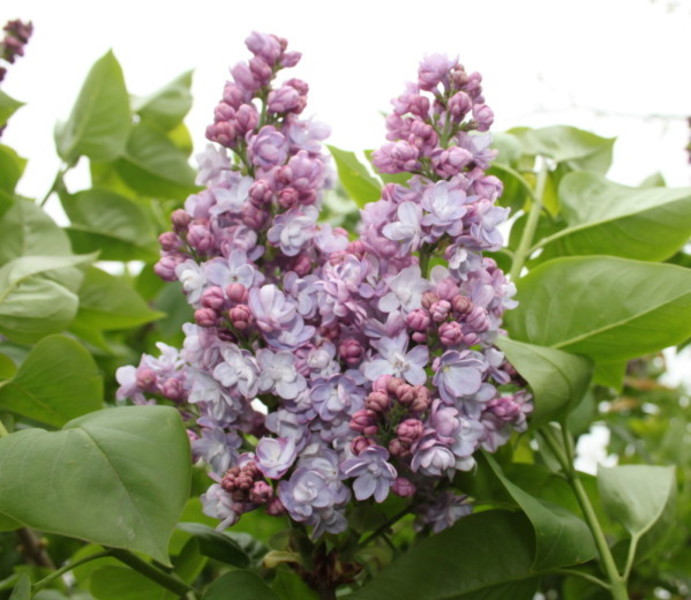 SYRINGA VULG. MICHEL BUCHNER