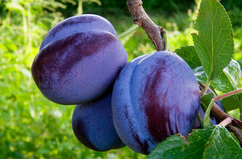 PRUNUS DOMESTICA