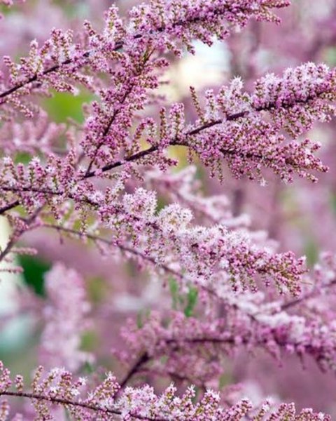 TAMARIX GALLICA