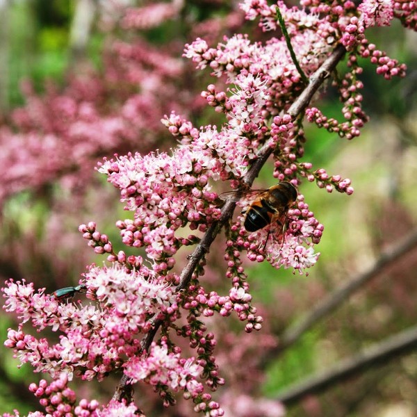 TAMARIX TETRANDA