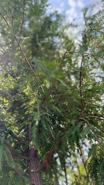TAXODIUM DISTICHUM