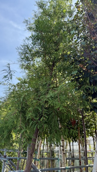 TAXODIUM DISTICHUM