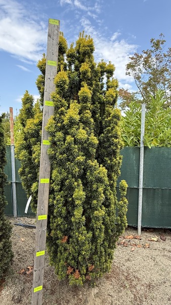 TAXUS BACC. DAVID