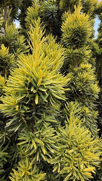 TAXUS BACC. DAVID