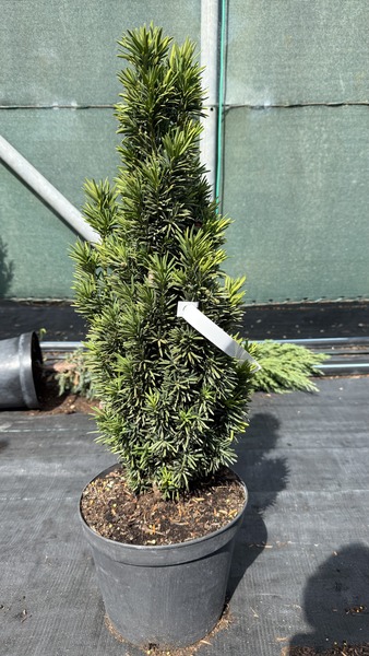 TAXUS BACC. FASTIGIATA ROBUSTA